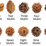 ॐ Original Nepal Origin 5 Mukhi (Panchmukhi) Rudraksha With Certificate ॐ