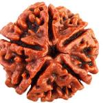 ॐ Original Nepal Origin 5 Mukhi (Panchmukhi) Rudraksha With Certificate ॐ