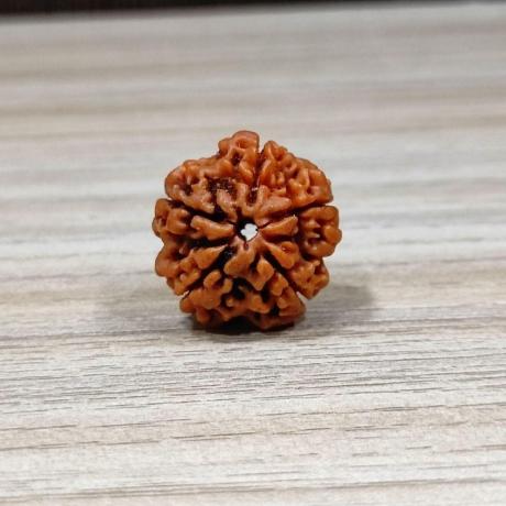 ॐ Original Nepal Origin 5 Mukhi (Panchmukhi) Rudraksha With Certificate ॐ