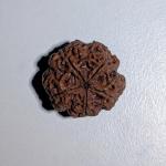ॐ Original Nepal Origin 5 Mukhi (Panchmukhi) Rudraksha With Certificate ॐ